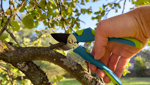 Plantação e Poda de Árvores em Jardins